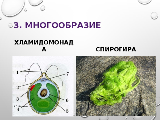 3. Многообразие хламидомонада спирогира А.Г. Волкова  