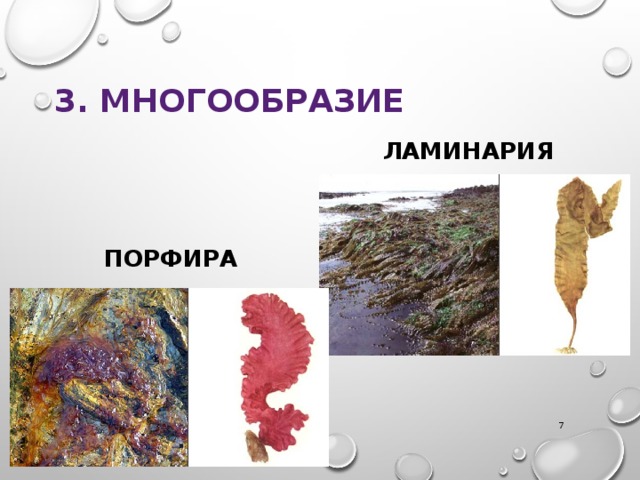 3. Многообразие ламинария порфира А.Г. Волкова  