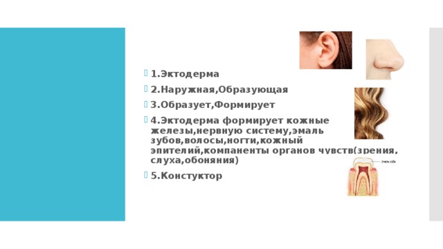 1.Эктодерма 2.Наружная,Образующая 3.Образует,Формирует 4.Эктодерма формирует кожные железы,нервную систему,эмаль зубов,волосы,ногти,кожный эпителий,компаненты органов чувств(зрения, слуха,обоняния) 5.Констуктор 