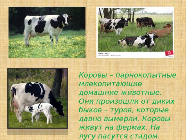 Коровы – парнокопытные млекопитающие домашние животные. Они произошли от диких быков – туров, которые давно вымерли. Коровы живут на фермах. На лугу пасутся стадом. 