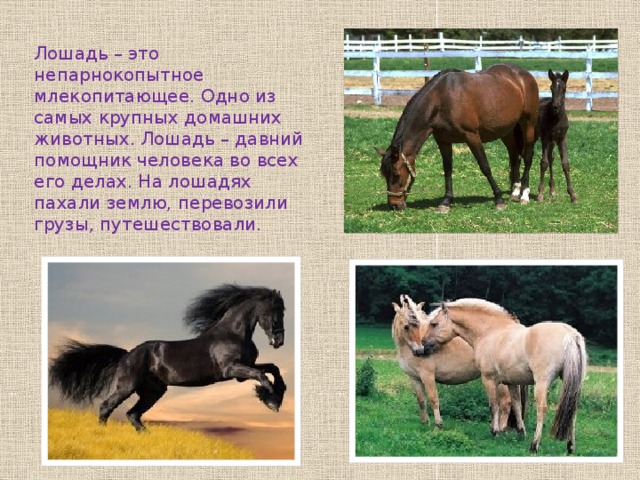 Лошадь – это непарнокопытное млекопитающее. Одно из самых крупных домашних животных. Лошадь – давний помощник человека во всех его делах. На лошадях пахали землю, перевозили грузы, путешествовали. 