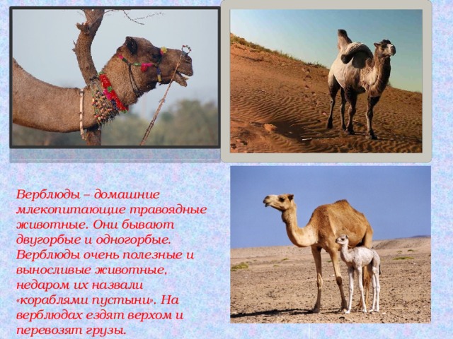 Верблюды – домашние млекопитающие травоядные животные. Они бывают двугорбые и одногорбые. Верблюды очень полезные и выносливые животные, недаром их назвали «кораблями пустыни». На верблюдах ездят верхом и перевозят грузы. 