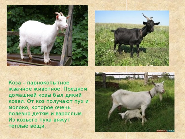 Коза – парнокопытное жвачное животное. Предком домашней козы был дикий козел. От коз получают пух и молоко, которое очень полезно детям и взрослым. Из козьего пуха вяжут теплые вещи. 
