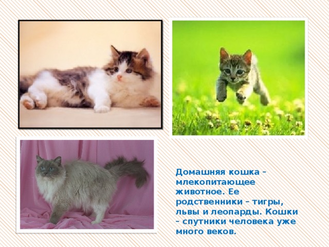 Домашняя кошка – млекопитающее животное. Ее родственники – тигры, львы и леопарды. Кошки – спутники человека уже много веков.  