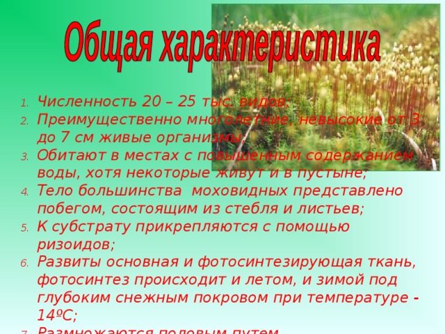 Численность 20 – 25 тыс. видов; Преимущественно многолетние, невысокие от 3 до 7 см живые организмы; Обитают в местах с повышенным содержанием воды, хотя некоторые живут и в пустыне; Тело большинства моховидных представлено побегом, состоящим из стебля и листьев; К субстрату прикрепляются с помощью ризоидов; Развиты основная и фотосинтезирующая ткань, фотосинтез происходит и летом, и зимой под глубоким снежным покровом при температуре - 14 º С ; Размножаются половым путем. 