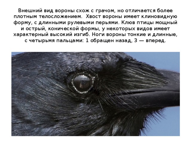Внешний вид вороны схож с грачом, но отличается более плотным телосложением.  Хвост вороны имеет клиновидную форму, с длинными рулевыми перьями. Клюв птицы мощный и острый, конической формы, у некоторых видов имеет характерный высокий изгиб. Ноги вороны тонкие и длинные, с четырьмя пальцами: 1 обращен назад, 3 — вперед. 