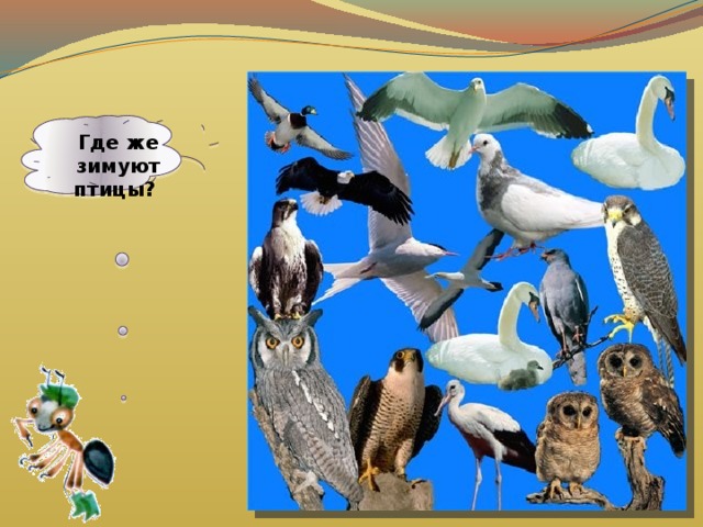 Где же зимуют птицы? 