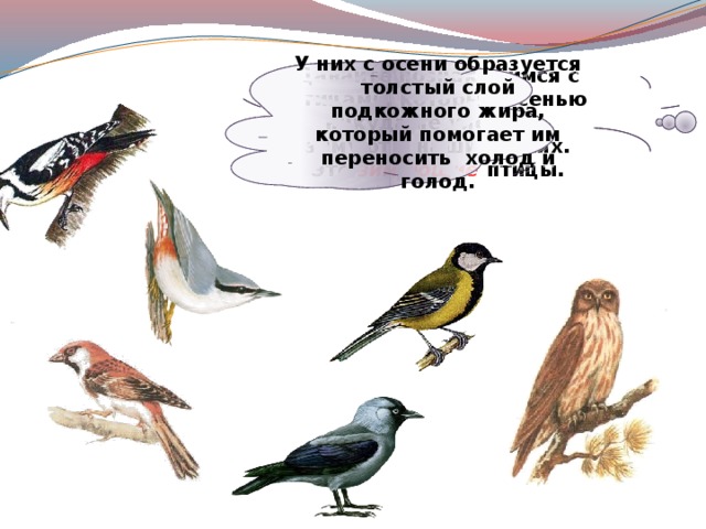 Давайте познакомимся с птицами, которые осенью никуда не улетают, зимуют в наших краях. Это зимующие птицы. У них с осени образуется толстый слой подкожного жира, который помогает им переносить холод и голод. 