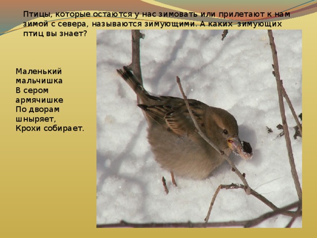 Птицы, которые остаются у нас зимовать или прилетают к нам зимой с севера, называются зимующими. А каких зимующих птиц вы знает? Маленький мальчишка  В сером армячишке  По дворам шныряет,  Крохи собирает. 
