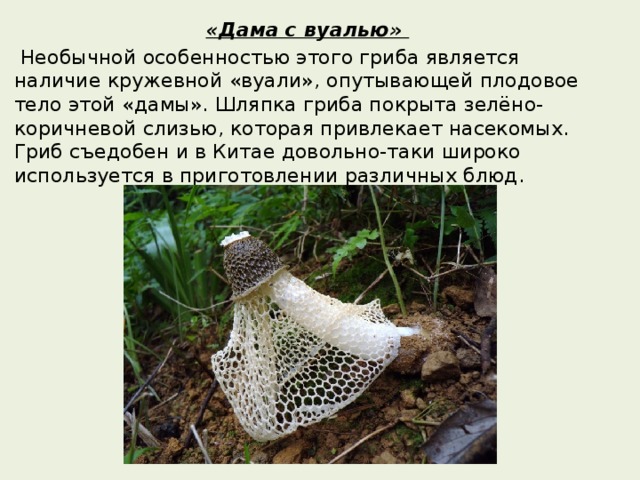 «Дама с вуалью»  Необычной особенностью этого гриба является наличие кружевной «вуали», опутывающей плодовое тело этой «дамы». Шляпка гриба покрыта зелёно-коричневой слизью, которая привлекает насекомых. Гриб съедобен и в Китае довольно-таки широко используется в приготовлении различных блюд. 