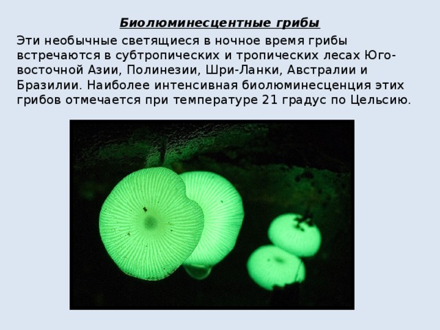Биолюминесцентные грибы Эти необычные светящиеся в ночное время грибы встречаются в субтропических и тропических лесах Юго-восточной Азии, Полинезии, Шри-Ланки, Австралии и Бразилии. Наиболее интенсивная биолюминесценция этих грибов отмечается при температуре 21 градус по Цельсию. 
