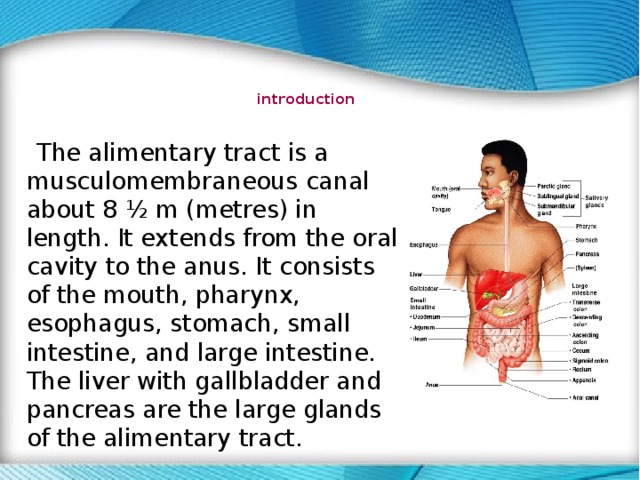   introduction      The alimentary tract is a musculomembraneous canal about 8 ½ m (metres) in length. It extends from the oral cavity to the anus. It consists of the mouth, pharynx, esophagus, stomach, small intestine, and large intestine. The liver with gallbladder and pancreas are the large glands of the alimentary tract. 
