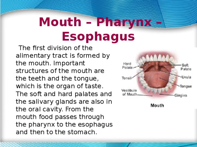 Mouth – Pharynx – Esophagus  The first division of the alimentary tract is formed by the mouth. Important structures of the mouth are the teeth and the tongue, which is the organ of taste. The soft and hard palates and the salivary glands are also in the oral cavity. From the mouth food passes through the pharynx to the esophagus and then to the stomach. 