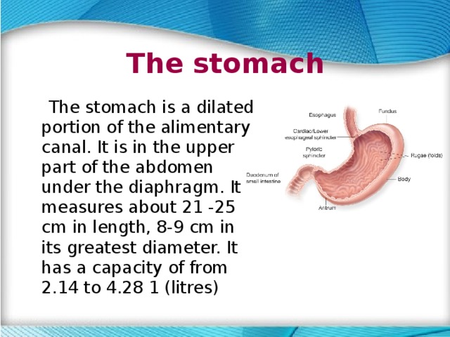 The stomach  The stomach is a dilated portion of the alimentary canal. It is in the upper part of the abdomen under the diaphragm. It measures about 21 -25 cm in length, 8-9 cm in its greatest diameter. It has a capacity of from 2.14 to 4.28 1 (litres) 