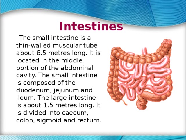 Intestines  The small intestine is a thin-walled muscular tube about 6.5 metres long. It is located in the middle portion of the abdominal cavity. The small intestine is composed of the duodenum, jejunum and ileum. The large intestine is about 1.5 metres long. It is divided into caecum, colon, sigmoid and rectum. 