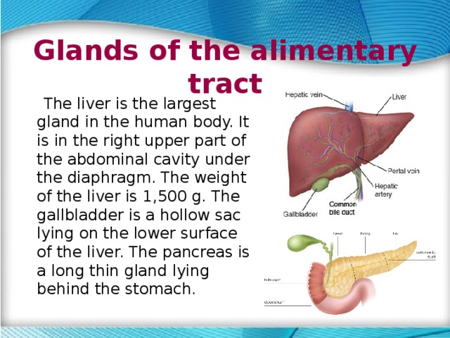 Glands of the alimentary tract  The liver is the largest gland in the human body. It is in the right upper part of the abdominal cavity under the diaphragm. The weight of the liver is 1,500 g. The gallbladder is a hollow sac lying on the lower surface of the liver. The pancreas is a long thin gland lying behind the stomach. 