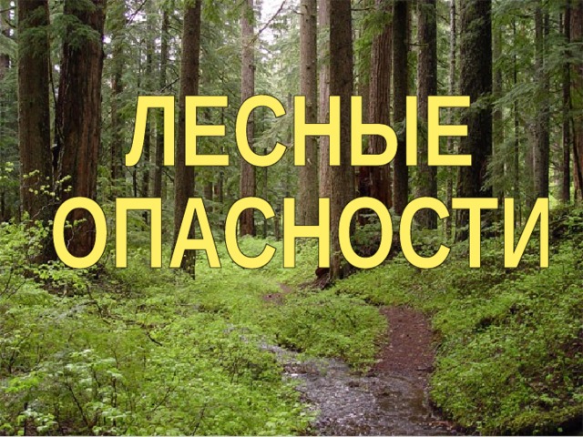 Дом со всех сторон открыт,  Он резною крышей крыт.  Заходи в зеленый дом,  Чудеса увидишь в нем.   