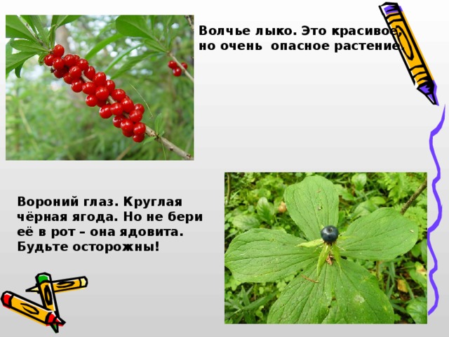 Волчье лыко. Это красивое, но очень опасное растение. Вороний глаз. Круглая чёрная ягода. Но не бери её в рот – она ядовита. Будьте осторожны! 