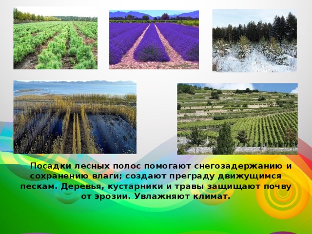 Посадки лесных полос помогают снегозадержанию и сохранению влаги; создают преграду движущимся пескам. Деревья, кустарники и травы защищают почву от эрозии. Увлажняют климат. 