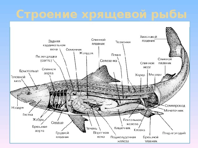 Строение хрящевой рыбы   
