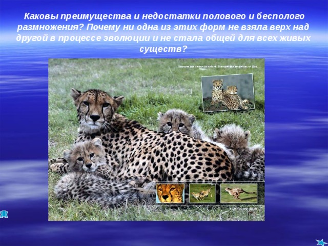  Каковы преимущества и недостатки полового и бесполого размножения? Почему ни одна из этих форм не взяла верх над другой в процессе эволюции и не стала общей для всех живых существ? 