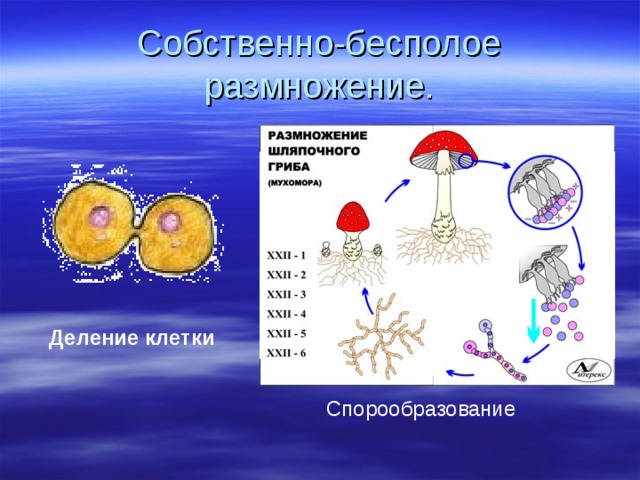 Собственно-бесполое размножение. Деление клетки Спорообразование 