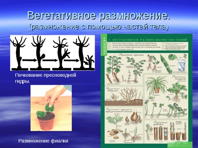 Вегетативное размножение.  (размножение с помощью частей тела) Почкование пресноводной гидры. Размножение фиалки 