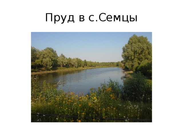 Пруд в с.Семцы 