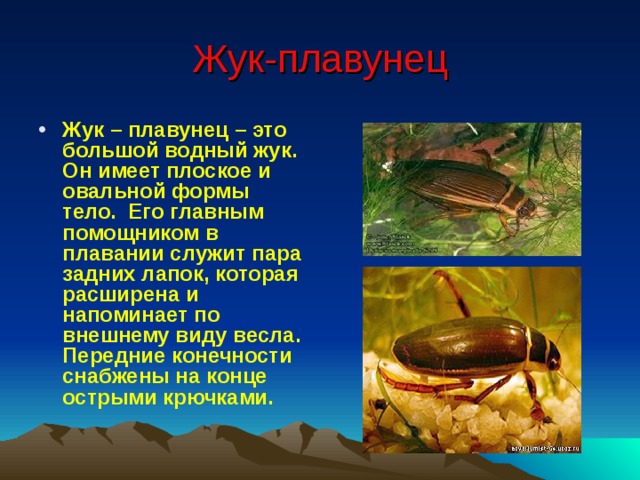 Жук-плавунец Жук – плавунец – это большой водный жук. Он имеет плоское и овальной формы тело. Его главным помощником в плавании служит пара задних лапок, которая расширена и напоминает по внешнему виду весла. Передние конечности снабжены на конце острыми крючками.   