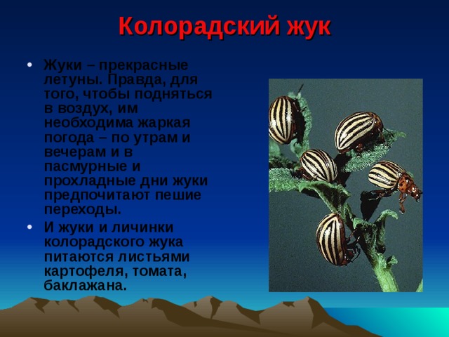 Колорадский жук   Жуки – прекрасные летуны. Правда, для того, чтобы подняться в воздух, им необходима жаркая погода – по утрам и вечерам и в пасмурные и прохладные дни жуки предпочитают пешие переходы. И жуки и личинки колорадского жука питаются листьями картофеля, томата, баклажана.   