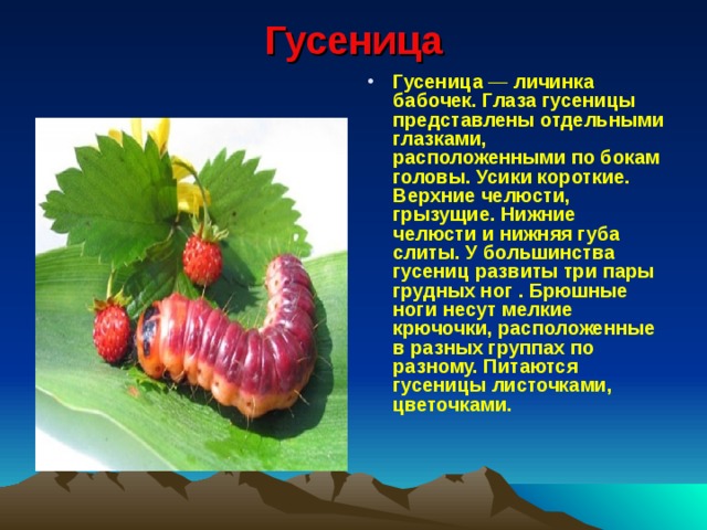 Гусеница   Гусеница — личинка бабочек. Глаза гусеницы представлены отдельными глазками, расположенными по бокам головы. Усики короткие. Верхние челюсти, грызущие. Нижние челюсти и нижняя губа слиты. У большинства гусениц развиты три пары грудных ног . Брюшные ноги несут мелкие крючочки, расположенные в разных группах по разному. Питаются гусеницы листочками, цветочками.  