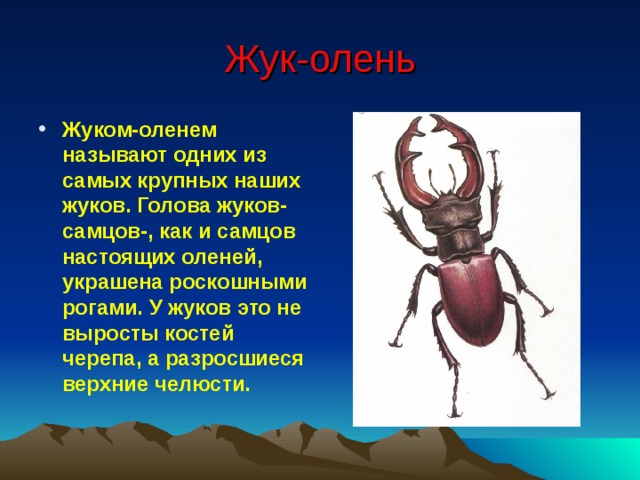 Жук-олень Жуком-оленем называют одних из самых крупных наших жуков. Голова жуков-самцов-, как и самцов настоящих оленей, украшена роскошными рогами. У жуков это не выросты костей черепа, а разросшиеся верхние челюсти. 
