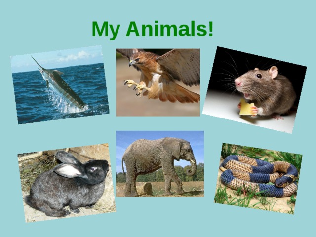 My Animals!