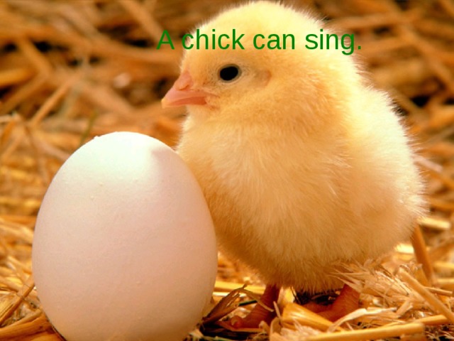 A chick can sing.