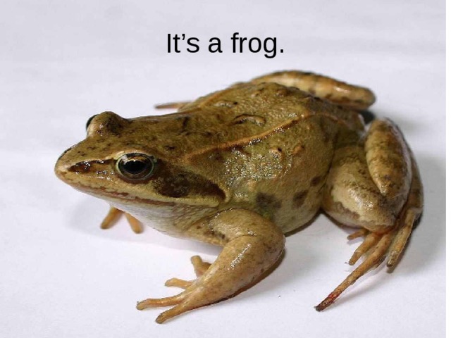 It’s a frog.