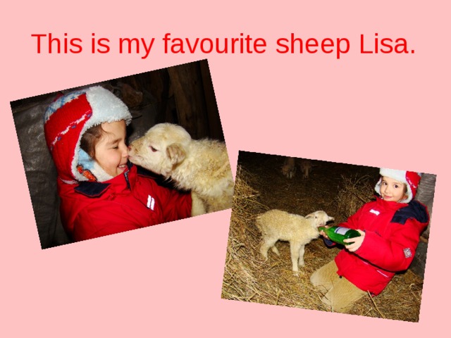 This is my favourite sheep Lisa.