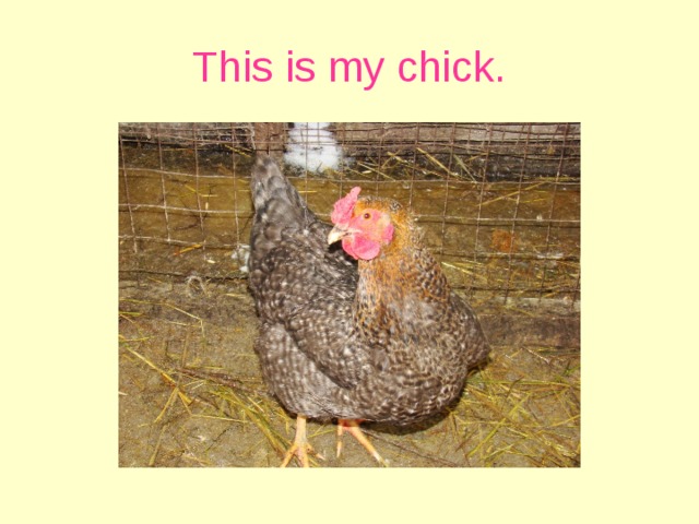 This is my chick.