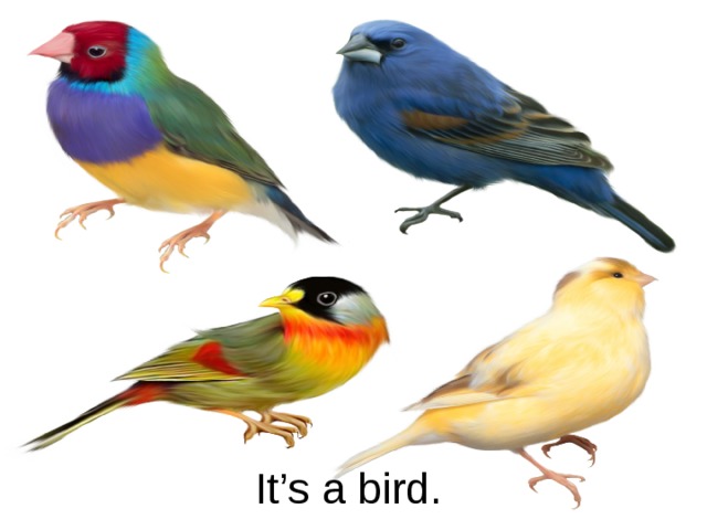It’s a bird.