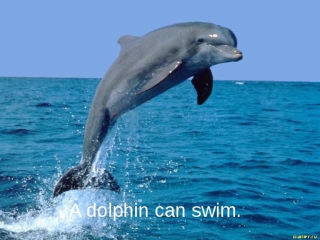 A dolphin can swim.