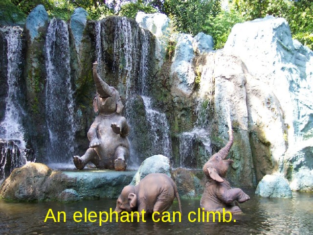 An elephant can climb.