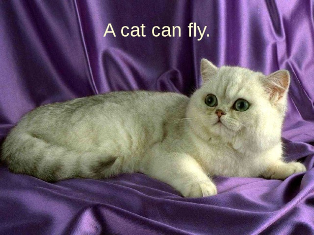 A cat can fly.