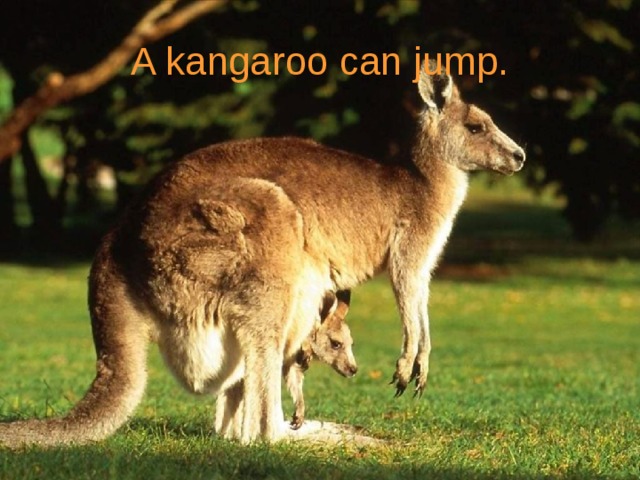 A kangaroo can jump.