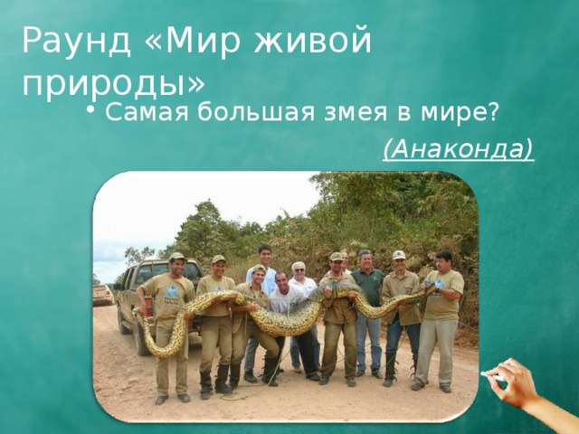 Раунд «Мир живой природы» Самая большая змея в мире?  (Анаконда) 
