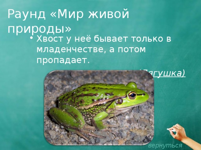 Раунд «Мир живой природы» Хвост у неё бывает только в младенчестве, а потом пропадает. (Лягушка)  вернуться 