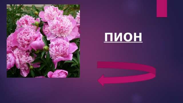 ПИОН 