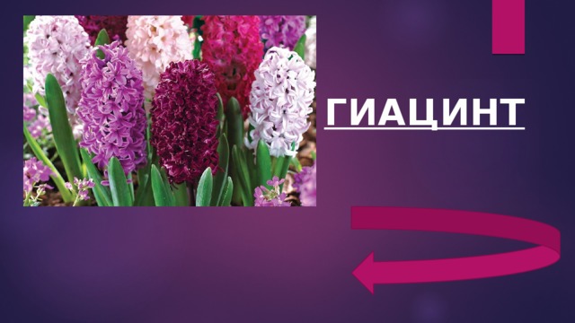 ГИАЦИНТ 