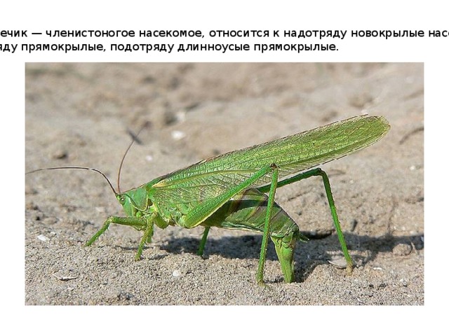 Кузнечик — членистоногое насекомое, относится к надотряду новокрылые насекомые,  отряду прямокрылые, подотряду длинноусые прямокрылые. 
