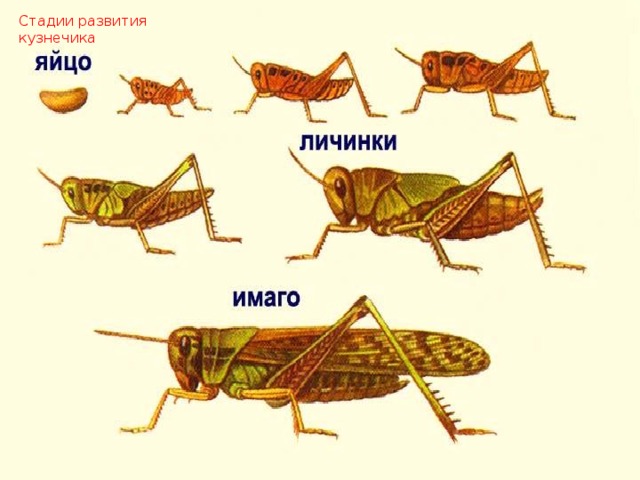 Стадии развития кузнечика 
