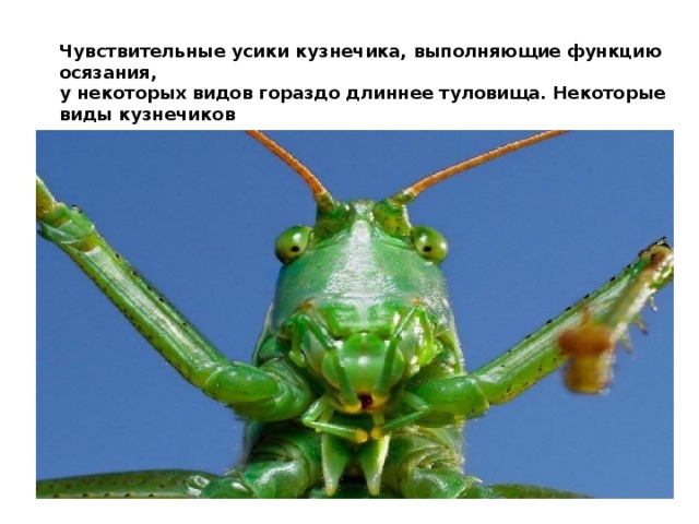 Чувствительные усики кузнечика, выполняющие функцию осязания, у некоторых видов гораздо длиннее туловища. Некоторые виды кузнечиков  наделены двумя парами крыльев, используемых при полете и в качестве защитного покрытия. 