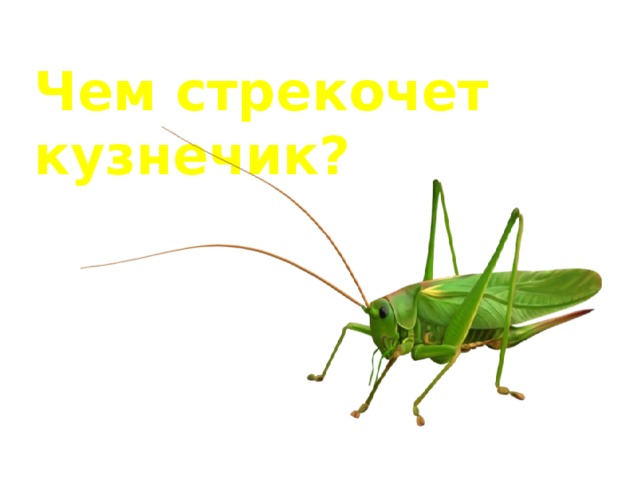 Чем стрекочет кузнечик? 
